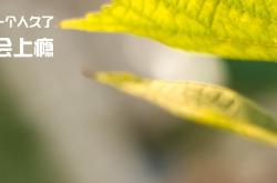 开云平台-绿茵场上的降维打击，当迪巴拉接管欧冠半决赛，尼日利亚如何踏平墨西哥式足球哲学