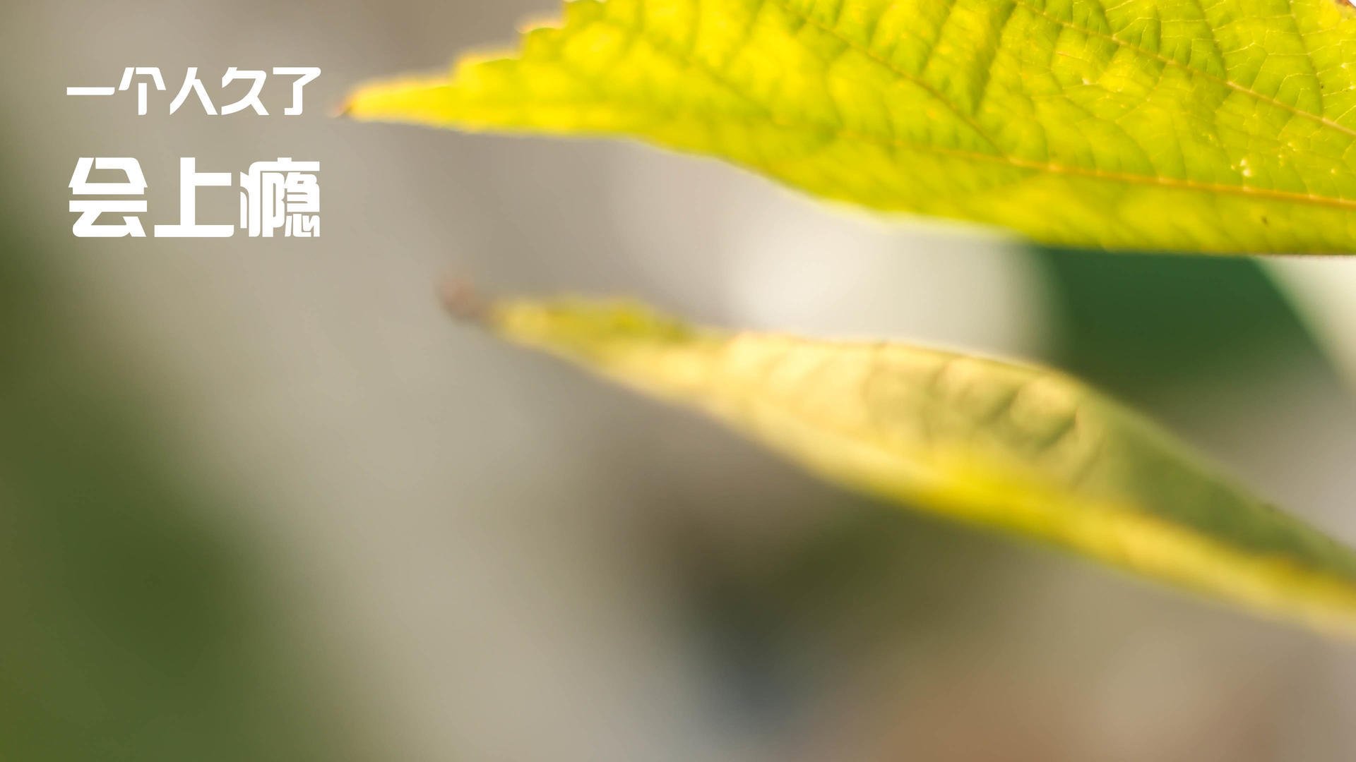 绿茵场上的降维打击，当迪巴拉接管欧冠半决赛，尼日利亚如何踏平墨西哥式足球哲学